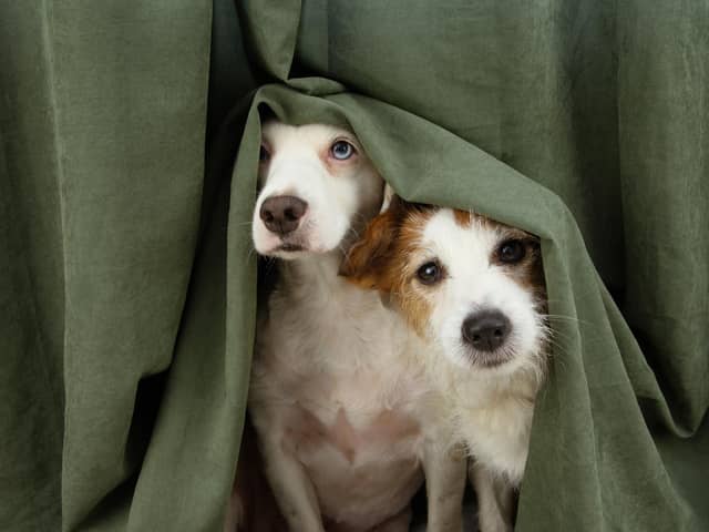 Derry Council is warning of the dangers of fireworks for pets and property.
