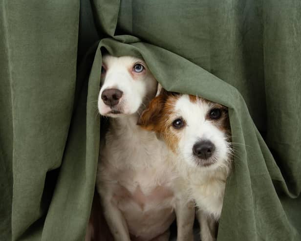 Derry Council is warning of the dangers of fireworks for pets and property.