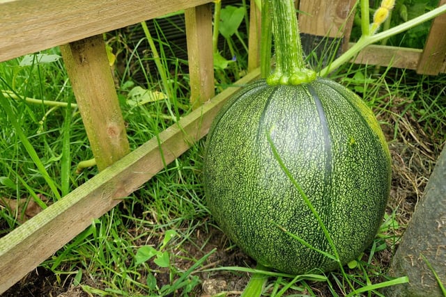 A very large pumpkin incoming (hopefully). Cinderella will get to the ball yet