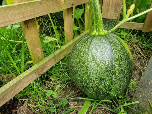 A very large pumpkin incoming (hopefully). Cinderella will get to the ball yet