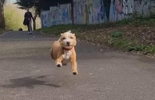 Daisy taking flight