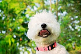 Pet allergies.