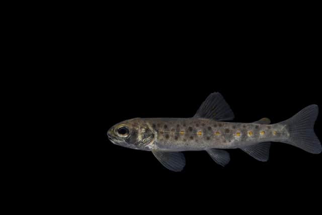 Hundreds of juvenile Atlantic salmon and trout of various year classes perished in the fish kill.