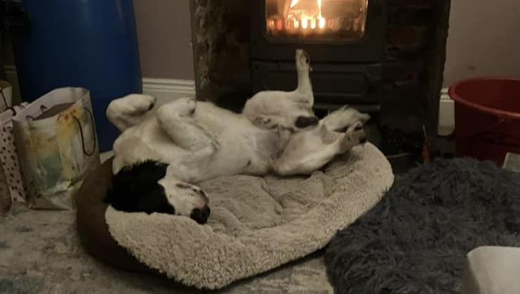 This pup warming by the fire