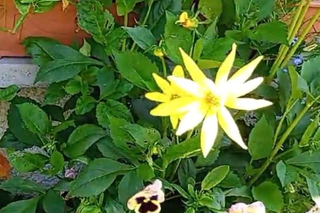 The mother yellow dahlia plant I took seeds from last year.