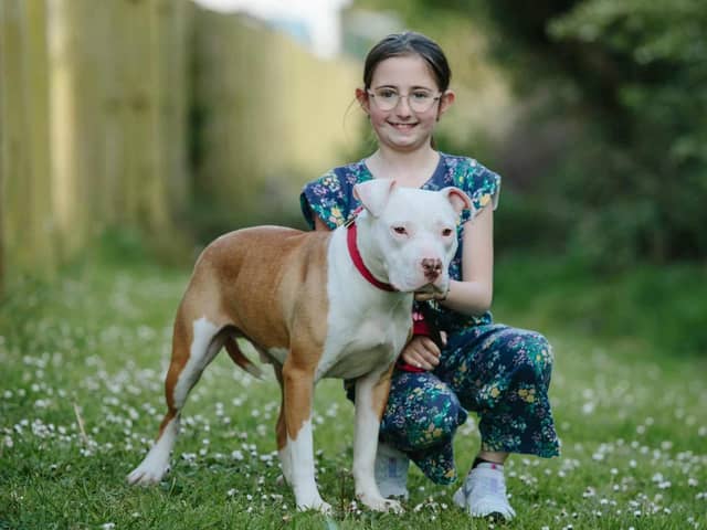Grace Turner is a dog lover and fosterer and has a deep love for the 'bully' breeds. This dog is a Staffordshire Bull Terrier.