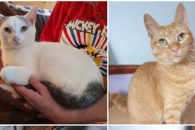 Tully (ginger) and Patch (white) are in need of a home.