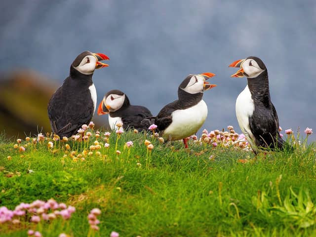 A new survey has revealed 46 per cent of people in Northern Ireland are unsure where to spot different animals.