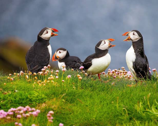A new survey has revealed 46 per cent of people in Northern Ireland are unsure where to spot different animals.