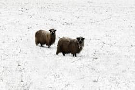 Sheep braving the snow 