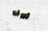 Sheep braving the snow 