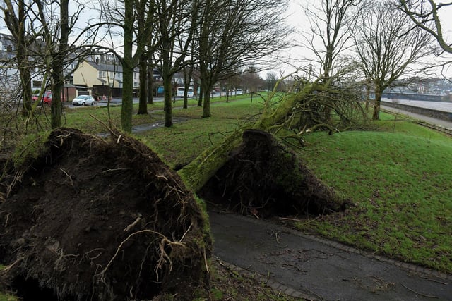 Trees along the Foyle Embankment uprooted by Storm Isha. Photo: George Sweeney