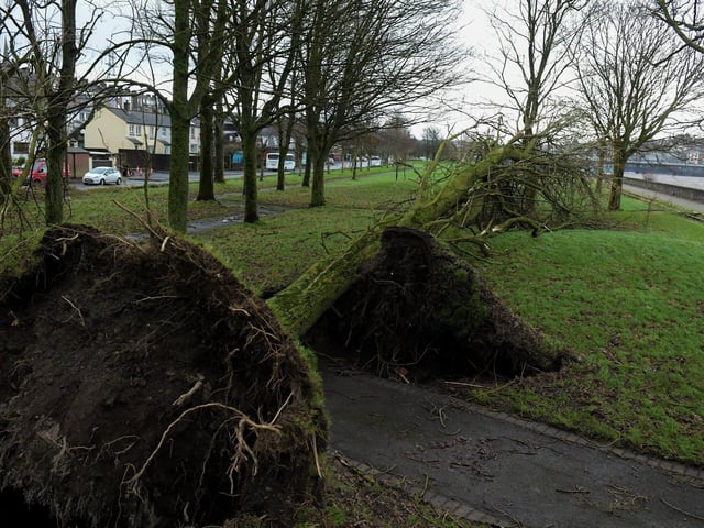 Trees along the Foyle Embankment uprooted by Storm Isha. Photo: George Sweeney