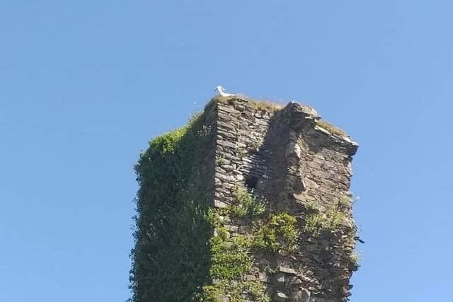 The goat was trapped on top of Northburgh Castle in Greencastle. Photo: Animals in Need Donegal.