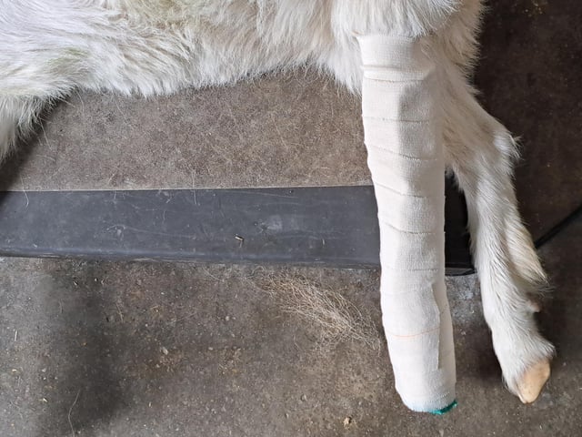 Ivy got her leg all bandaged up after rescue.