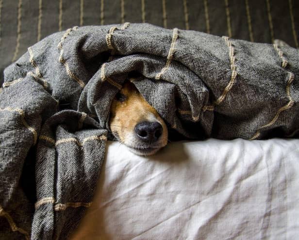Dog snuggling under blanket