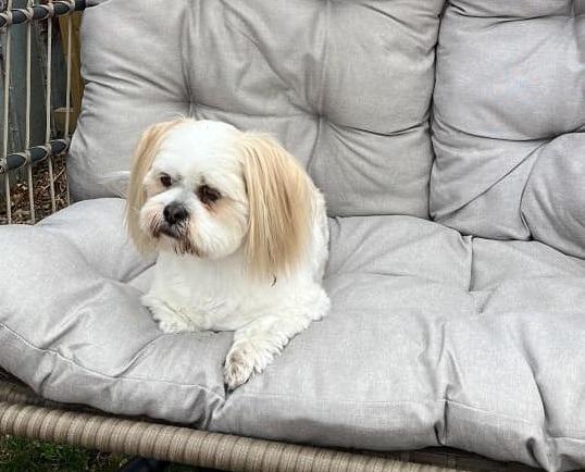 Mia relaxing on her swinging chair