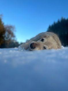 Part two in a collection of pictures of the beautiful dogs of Derry and Donegal, sent in by Derry Journal readers.