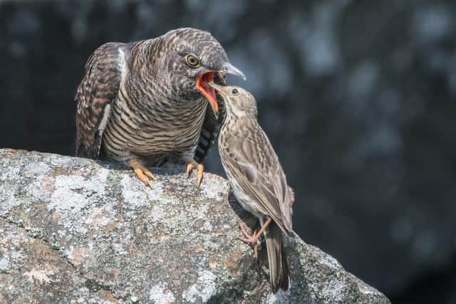 A meadow pipit feeding a cuckoo chick.