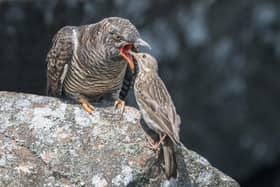 A meadow pipit feeding a cuckoo chick.