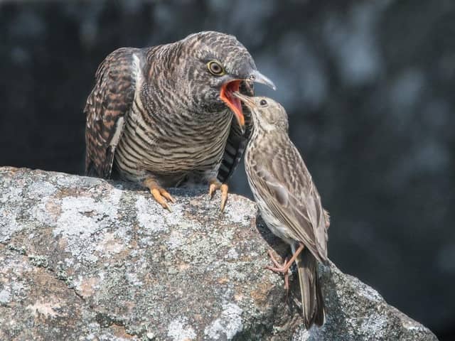 A meadow pipit feeding a cuckoo chick.
