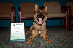 A Derry police dog has been given a certificate for helping apprehend burglars who targeted vulnerable, elderly victims at Christmas two years ago.