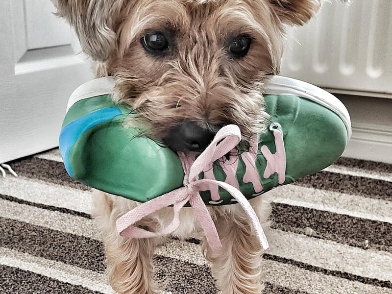 Chip loves a walk but hates getting wet