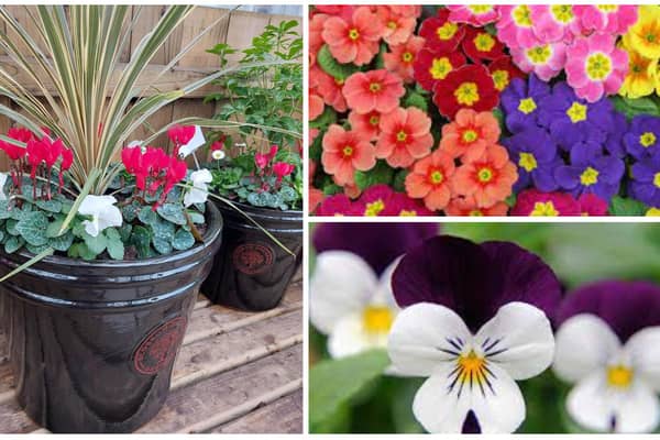 Winter bedding ideas include primrose, viola and arrangements using festive red and white cyclamen.