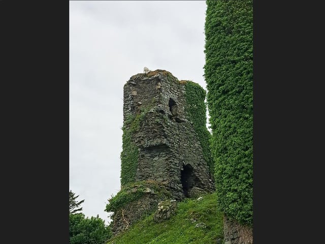 Ivy on top of the castle.