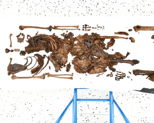 The full body of 'Ballymacombs More Woman' at Post Mortem