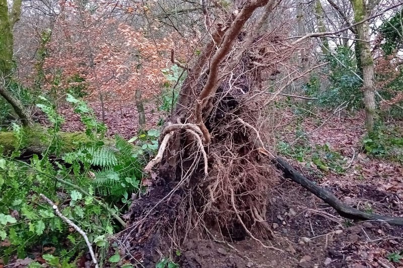 The upturned roots of a felled tree in St. Columb's Park.