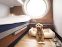 A pet friendly cabin