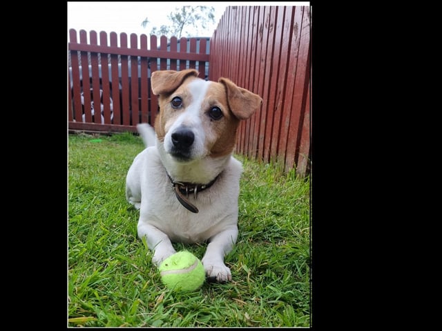 Buster who is 13 years young