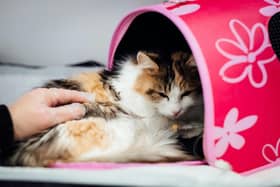 Feeding your cat vegan could make them sick - Animal News Agency