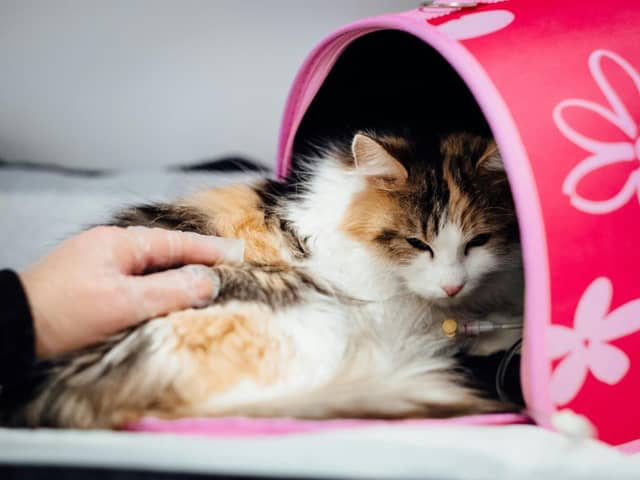 Feeding your cat vegan could make them sick - Animal News Agency