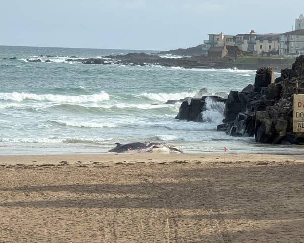 The Minke whale at Portstewart Strand. (National Trust)
