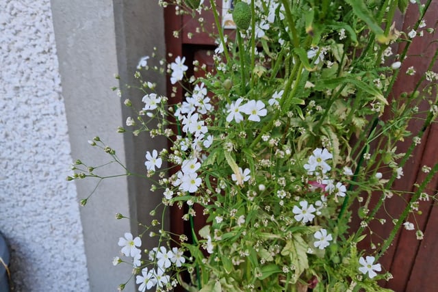 Gypsophila (Baby's Breath).