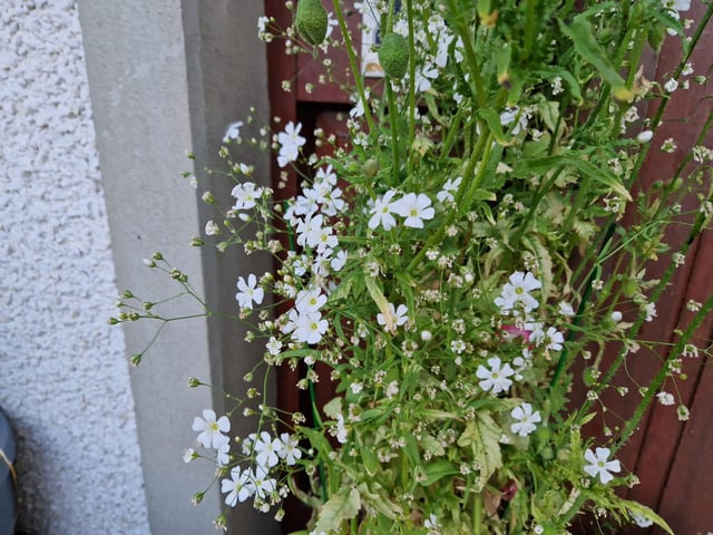 Gypsophila (Baby's Breath).