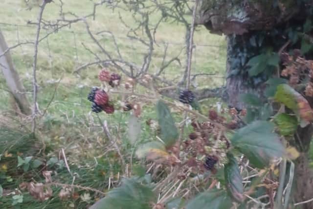 Blackberries at Benbradagh on November 19.