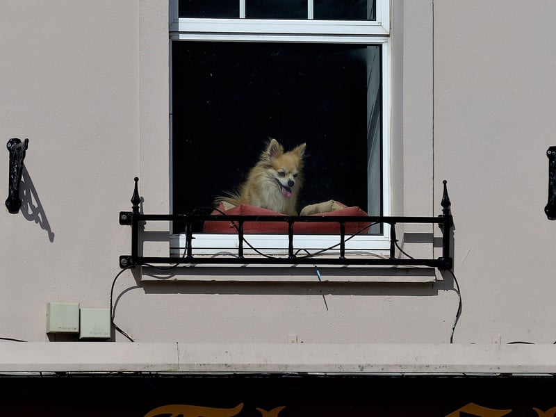 An interested onlooker watching the Easter Monday parade in Carndonagh. Photo: George Sweeney. DER2315GS – 93