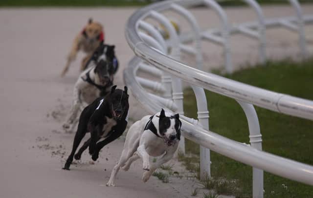 Greyhound racing will be back at Lifford Track on April 2nd. (Photo: Presseye)
