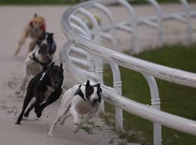 Greyhound racing will be back at Lifford Track on April 2nd. (Photo: Presseye)