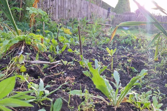 Hardy young plants in the ground for overwintering.