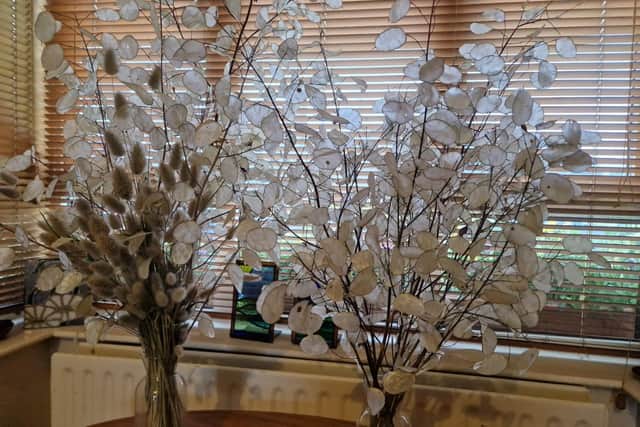 Honesty is prized for its pearlescent seed pods which last for years once dried.