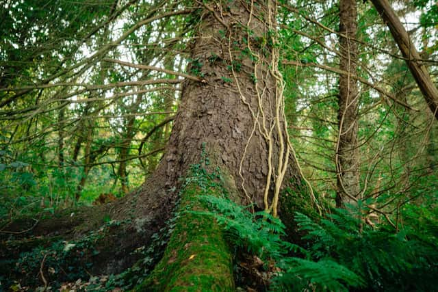 An ancient oak.