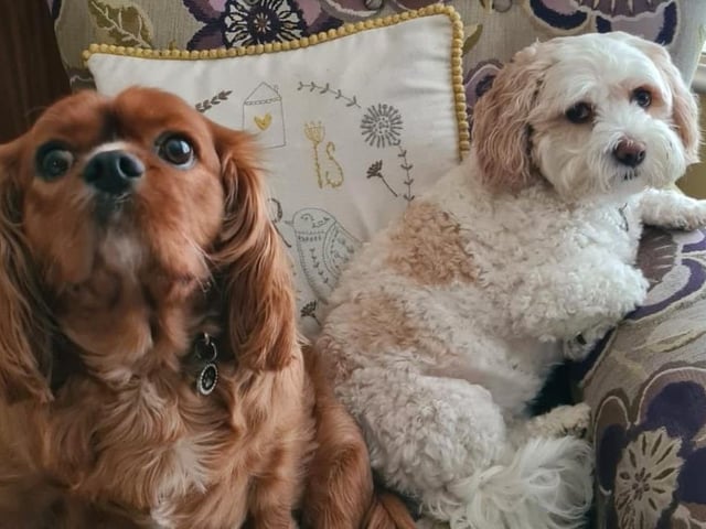 The delightful dogs of Derry and Inishowen, as sent in by proud Derry Journal readers.