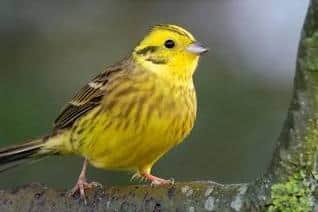 Yellowhammer.