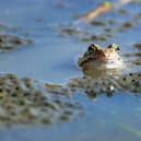 Common frog. File picture.