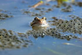Common frog. File picture.