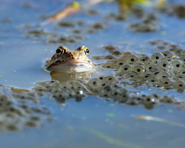Common frog. File picture.